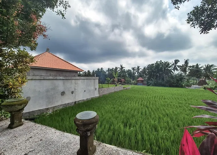 Padi Menari